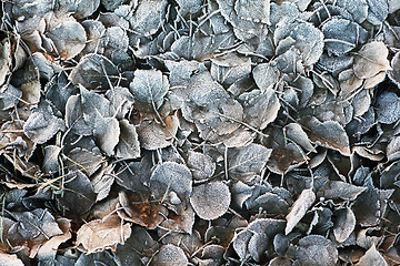 Image showing close-up of dry brown leaves