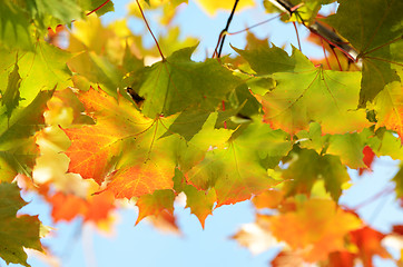 Image showing autumn leaves against the clear sky