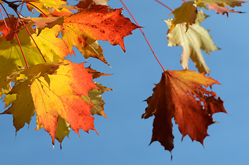 Image showing autumn leaves against the clear sky