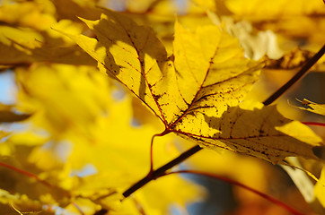 Image showing autumn leaves against the clear sky