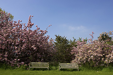 Image showing Two empty park benches