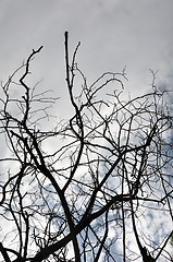Image showing tangled tree branches