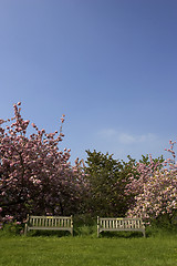 Image showing Two empty park benches