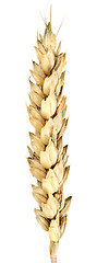 Image showing Isolated of wheat