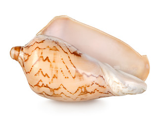 Image showing Colorful sea shell isolated on a white