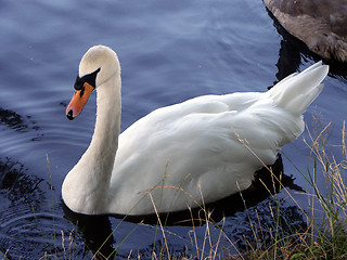 Image showing Lone Swan