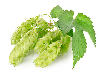 Image showing Cluster of hops