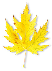 Image showing Autumn maple leaf