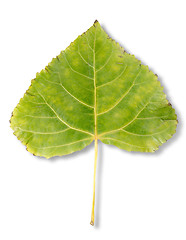 Image showing Autumn leaf poplar