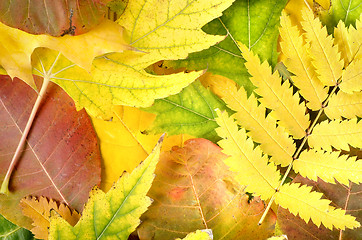 Image showing Background from leaves of different colors