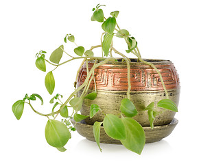 Image showing Potted plant isolated