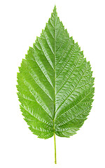 Image showing Raspberry leaves