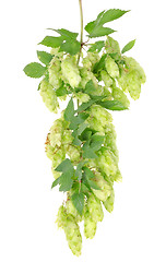 Image showing Cluster of hops with leafs isolated
