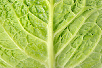 Image showing Backgrounds cabbage