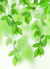 Image showing Beautiful leaves