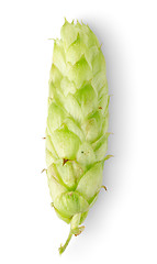 Image showing Green hop