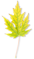 Image showing Yellow autumn maple leaf