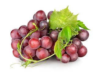 Image showing Dark blue grapes with a vine