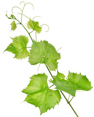 Image showing Fresh grape leaves isolated