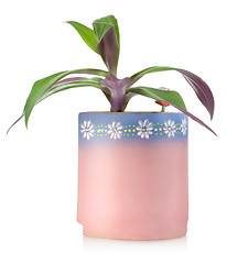 Image showing Flower in a ceramic pot