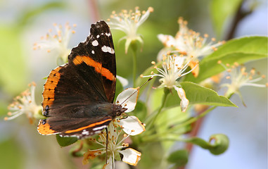 Image showing Perched Butterfly