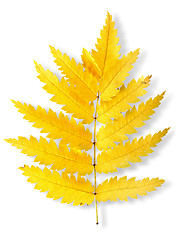 Image showing Autumn leaf of a mountain ash