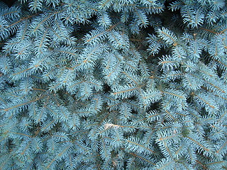 Image showing light blue branches of young fur-tree