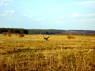 Image showing white stork flying above the field