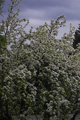 Image showing pear tree