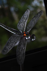 Image showing Dragonfly