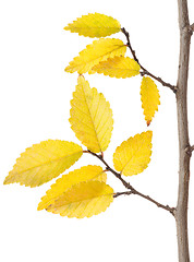 Image showing Yellow Autumn Branch