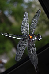 Image showing Dragonfly