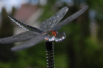 Image showing Dragonfly