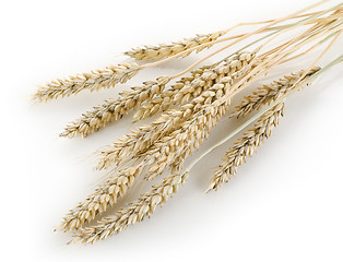 Image showing Stalks of wheat