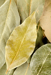 Image showing Vertical background with bay leaf