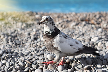 Image showing Gray pigeon on the stones