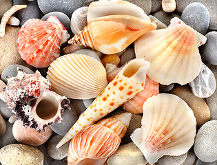 Image showing Stone and sea shells 