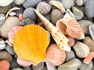 Image showing Starfish and sea shells