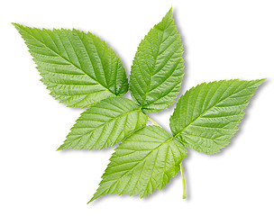 Image showing Raspberry leaves isolated