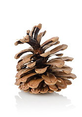 Image showing Pine cone isolated