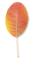 Image showing Autumn leaf