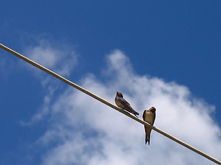 Image showing ''Swallows birds1''