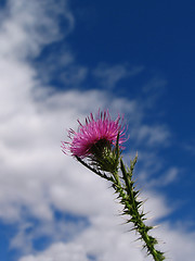 Image showing ''thistle 1''