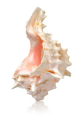 Image showing Shell in a vertical position