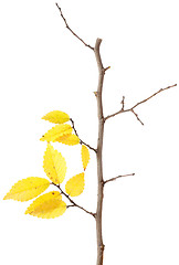 Image showing Yellow autumn branch isolated