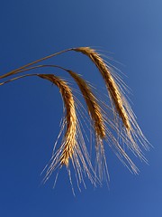 Image showing ''Wheat 1''