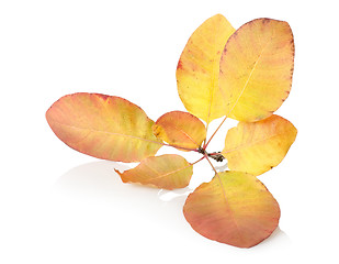 Image showing Branch with autumn leaves