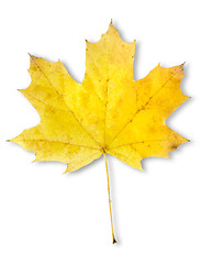 Image showing Autumn maple leaf isolated