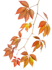 Image showing Autumn branch of wild grapes