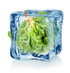 Image showing Ice cube and lettuce